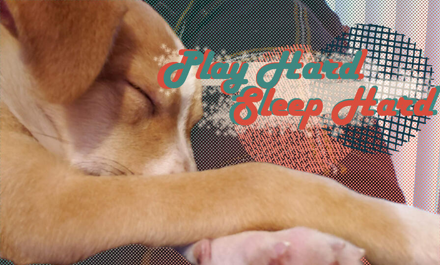 Play Hard Sleep Hard