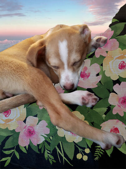 Flowers & Sleep